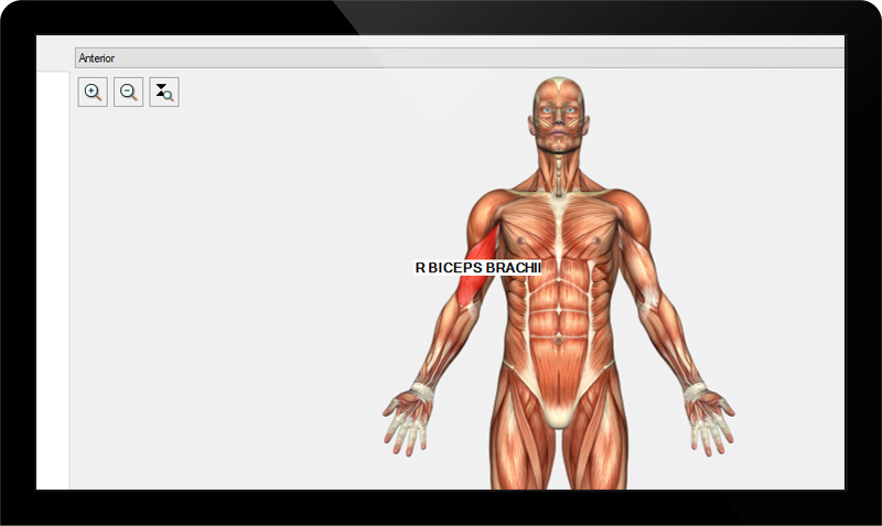 Anatomical Map