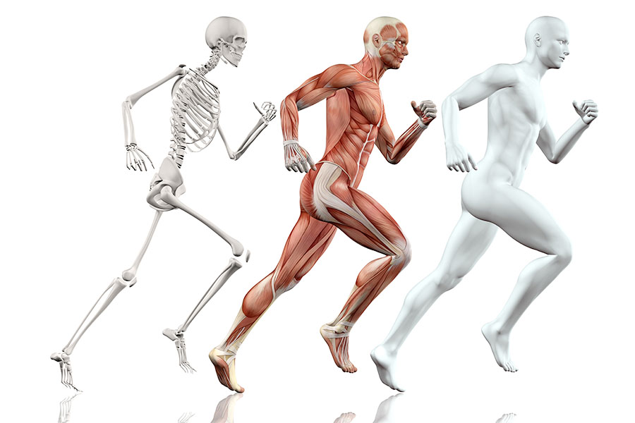 Musculoskeletal Modeling and Simulation